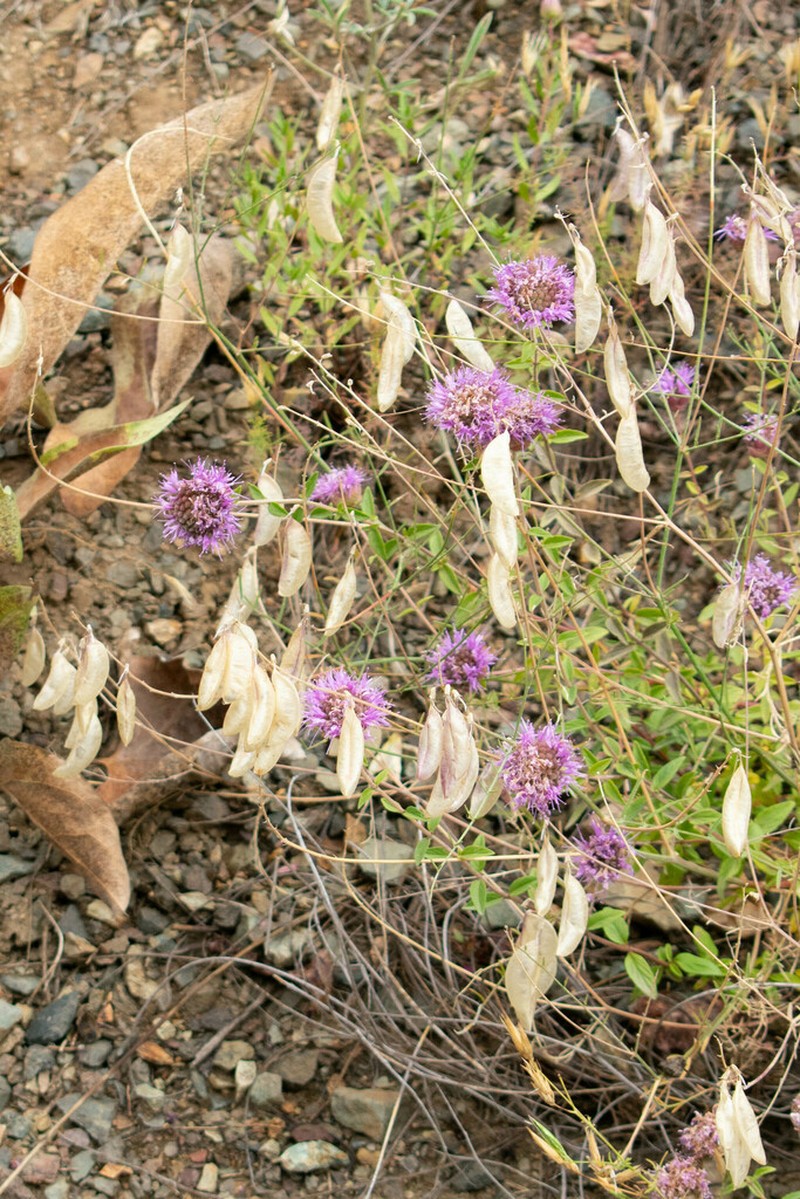 Cusick's Milkvetch photo 7