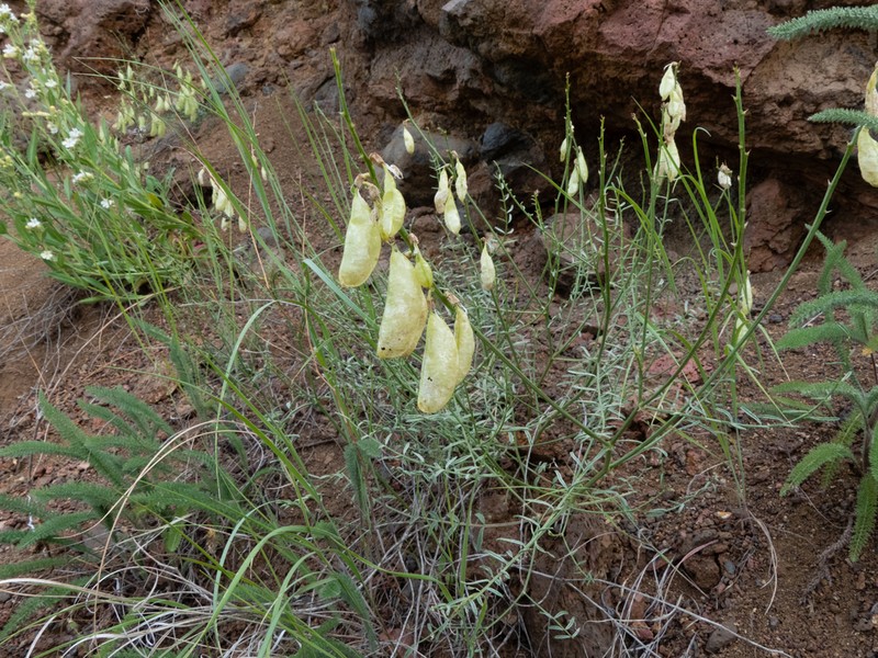 Cusick's Milkvetch photo 8