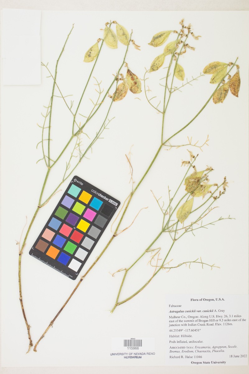 Astragalus cusickii var. cusickii