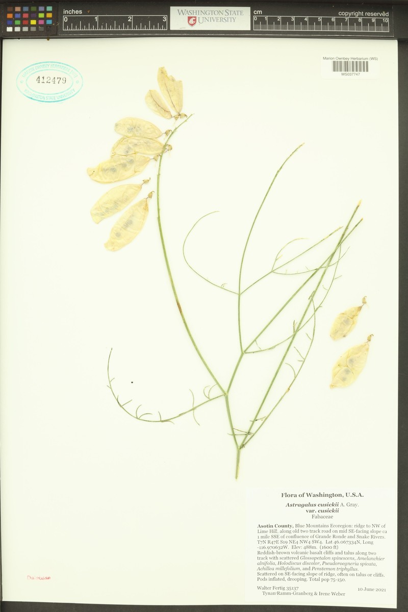 Astragalus cusickii var. cusickii photo 2