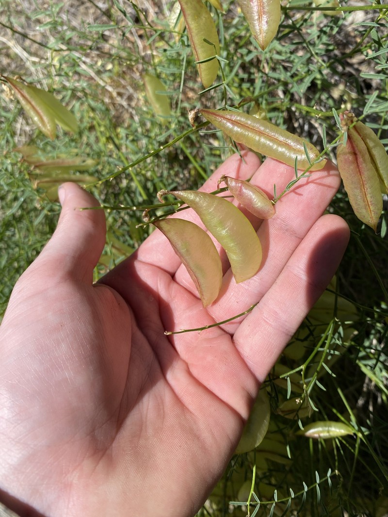 Astragalus cusickii var. flexilipes