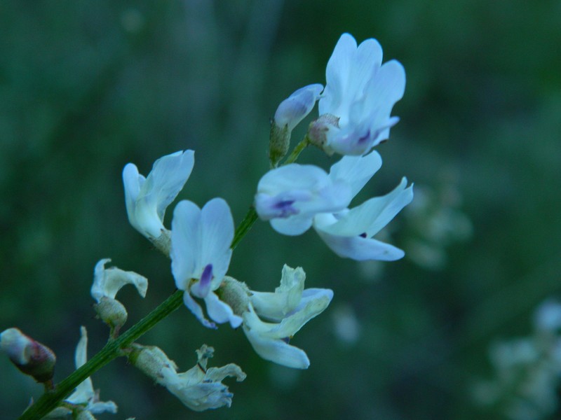 Astragalus cusickii var. flexilipes photo 3