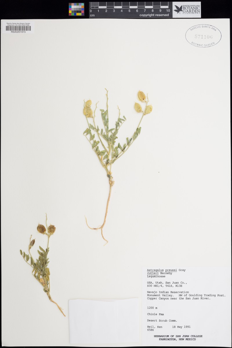 Astragalus cutleri