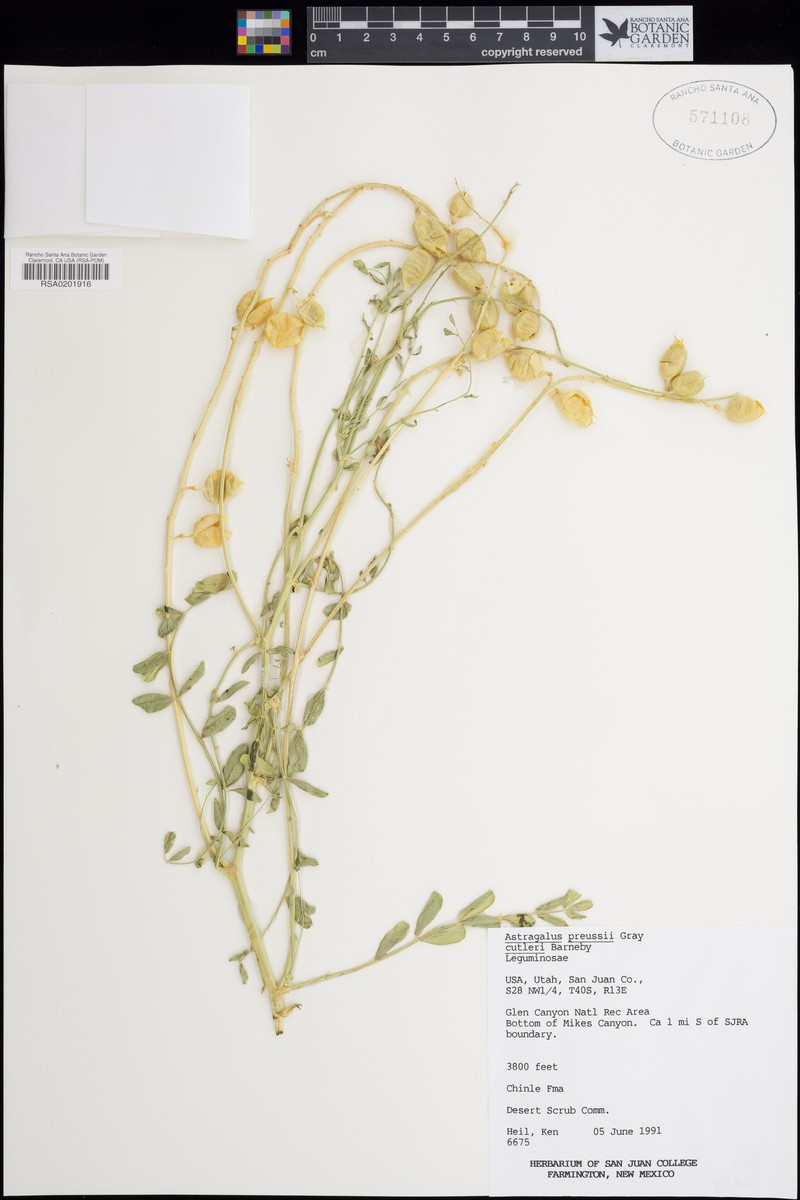 Astragalus cutleri photo 2