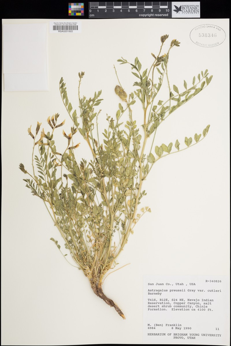 Astragalus cutleri photo 3