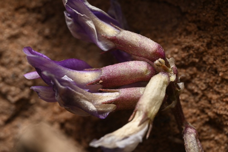 Cyanic Milkvetch photo 4