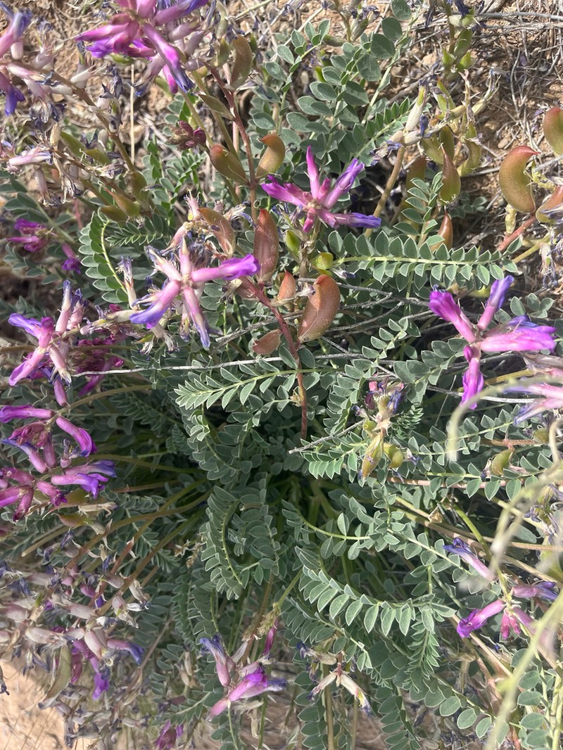 Cyanic Milkvetch photo 5