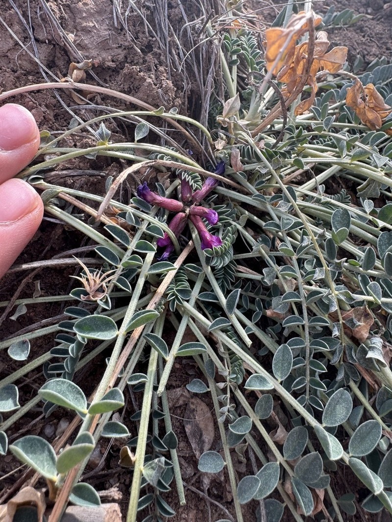 Cyanic Milkvetch photo 6
