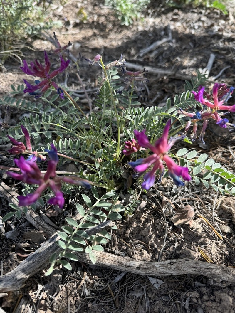 Cyanic Milkvetch photo 7