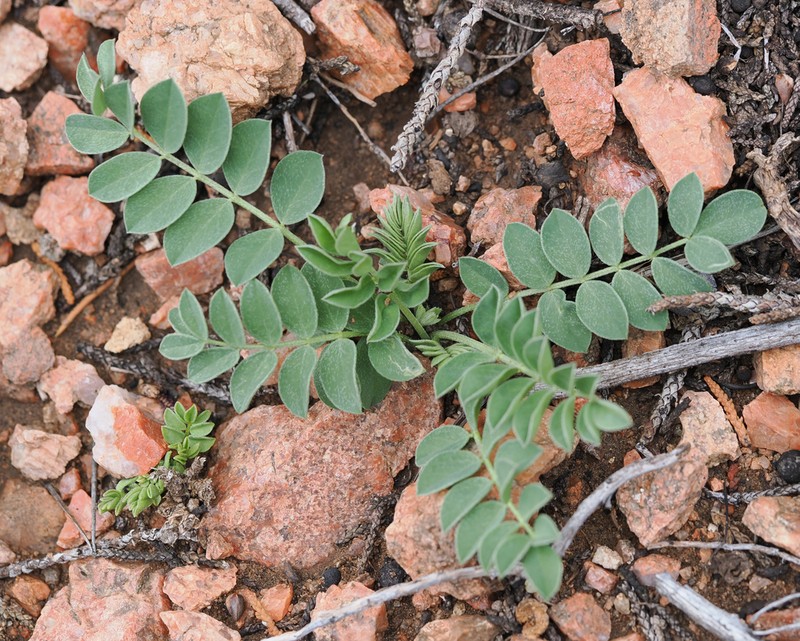 Cyanic Milkvetch photo 8