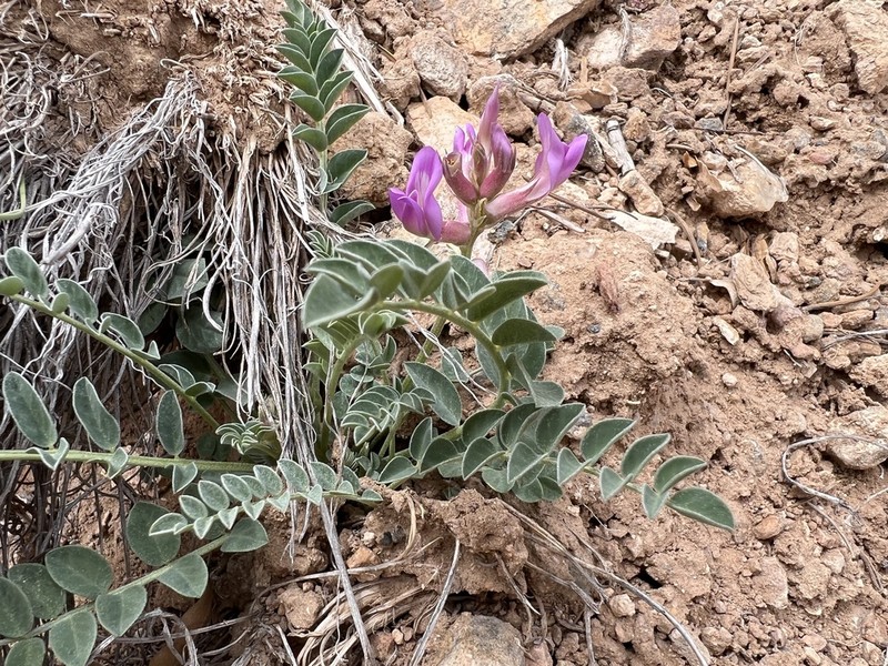 Cyanic Milkvetch