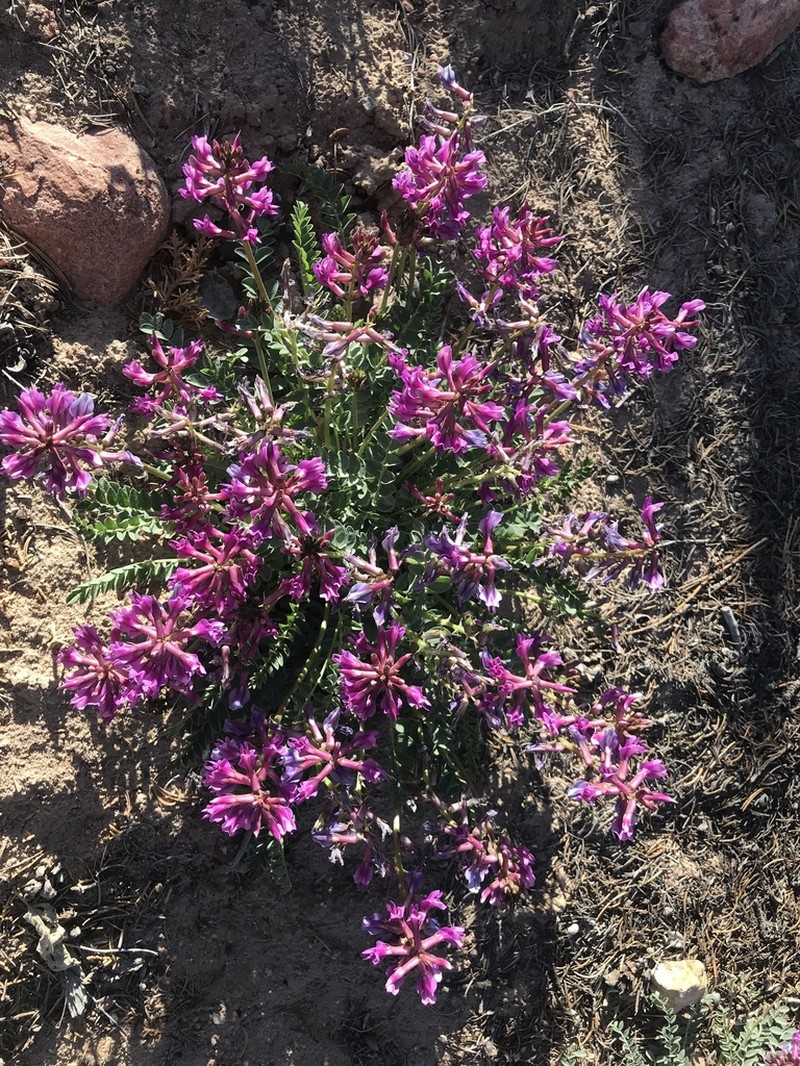 Cyanic Milkvetch photo 2