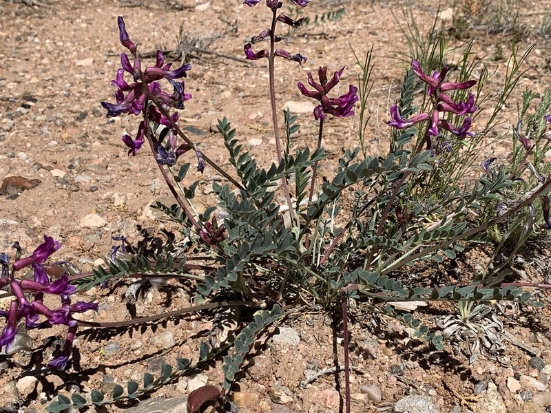 Cyanic Milkvetch photo 3