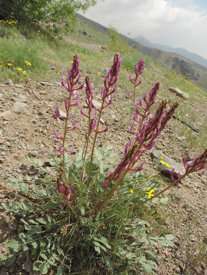 Astragalus cyclophyllos