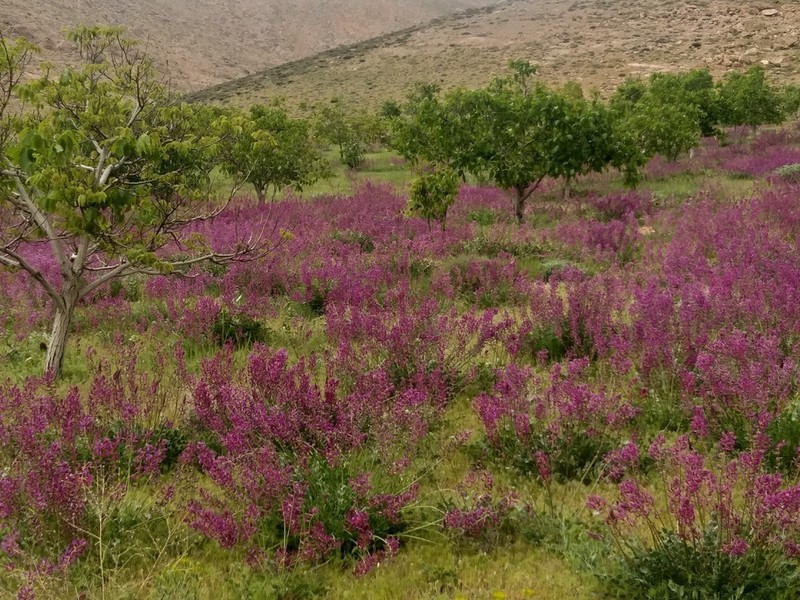 Astragalus cyclophyllos photo 2