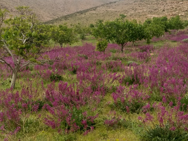 Astragalus cyclophyllos photo 4