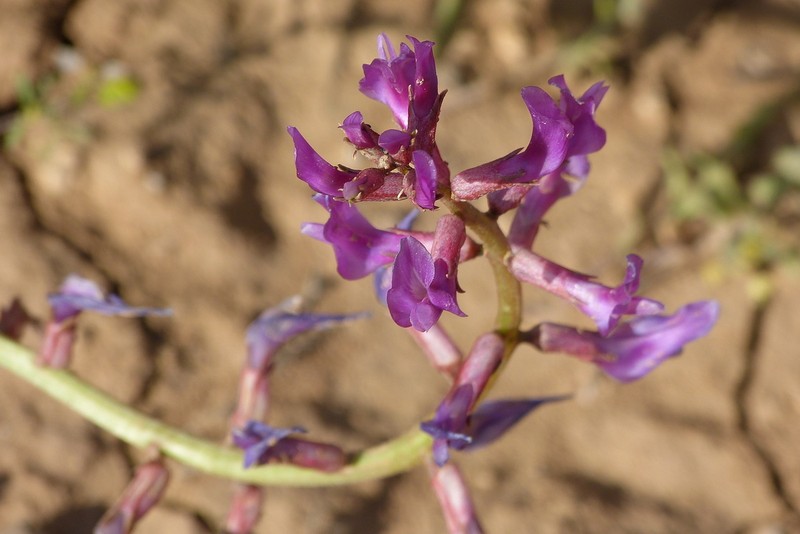 Astragalus cyclophyllos photo 5
