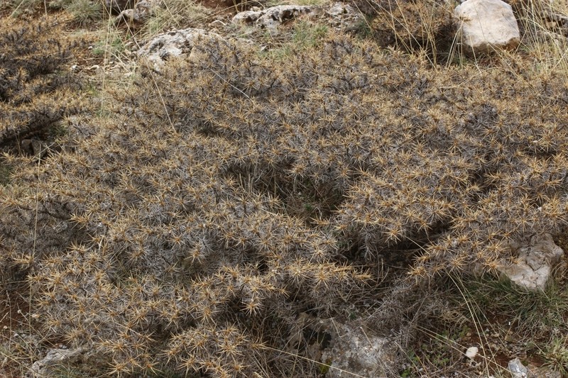 Astragalus cylleneus photo 4