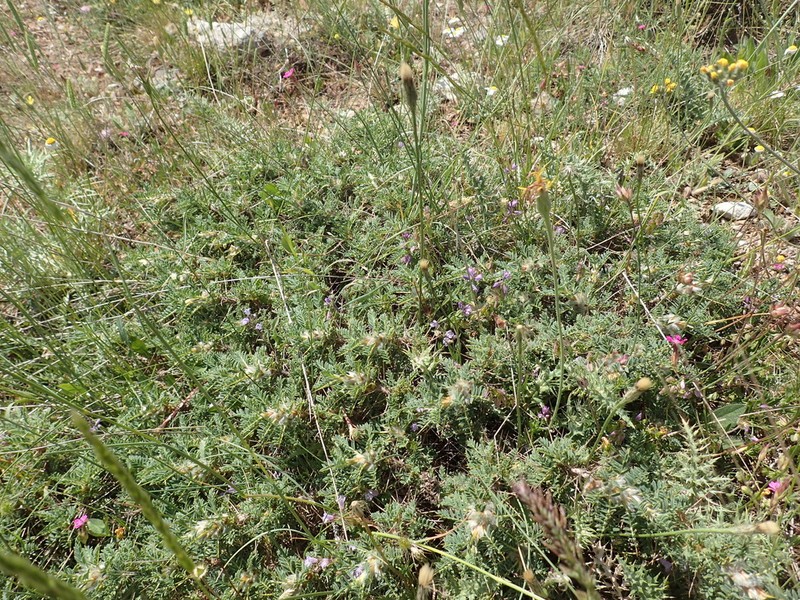 Astragalus cylleneus photo 5