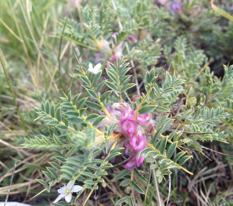 Astragalus cylleneus photo 6