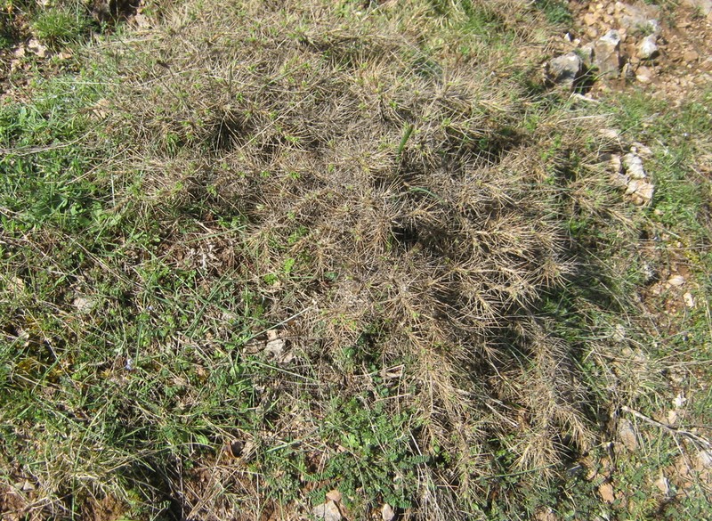 Astragalus cylleneus photo 7