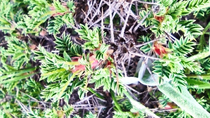Astragalus cylleneus photo 8