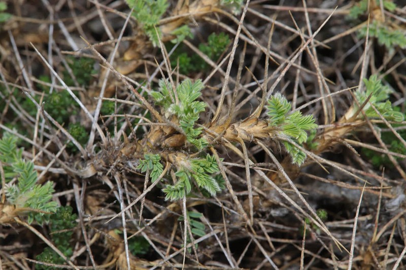 Astragalus cylleneus