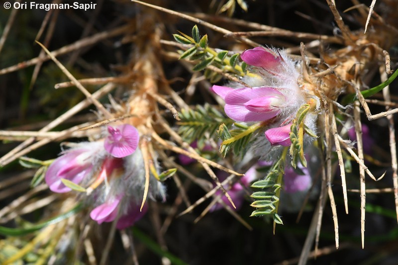Astragalus cylleneus photo 2