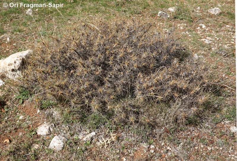 Astragalus cylleneus photo 3