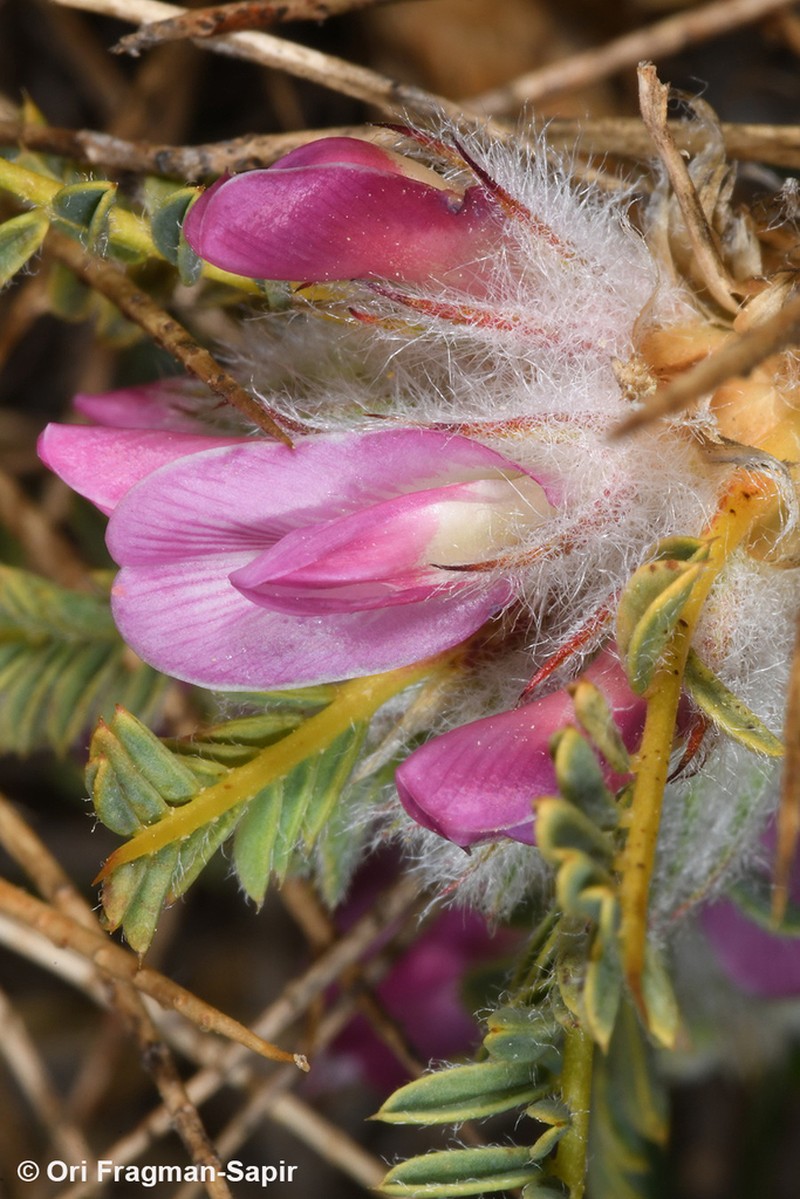 Astragalus cylleneus photo 4