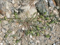 Astragalus cymbaecarpos