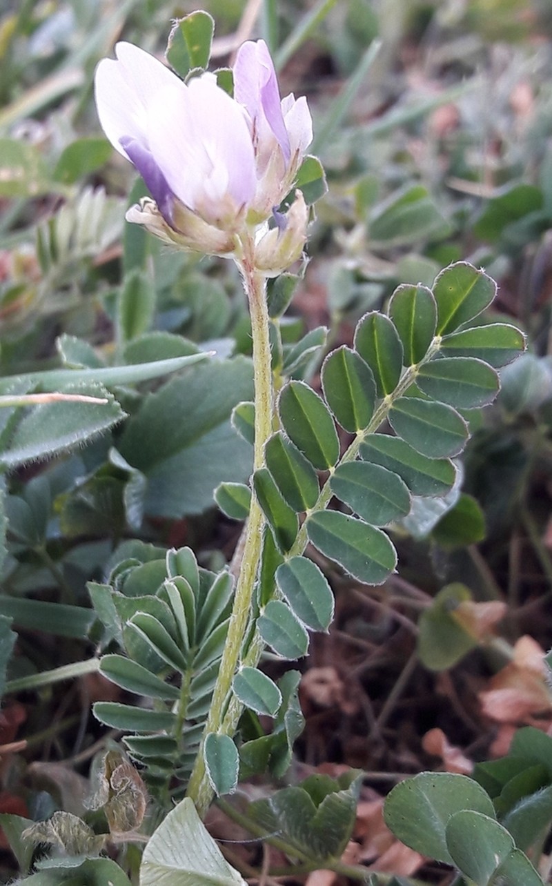 Astragalus cymbaecarpos photo 2