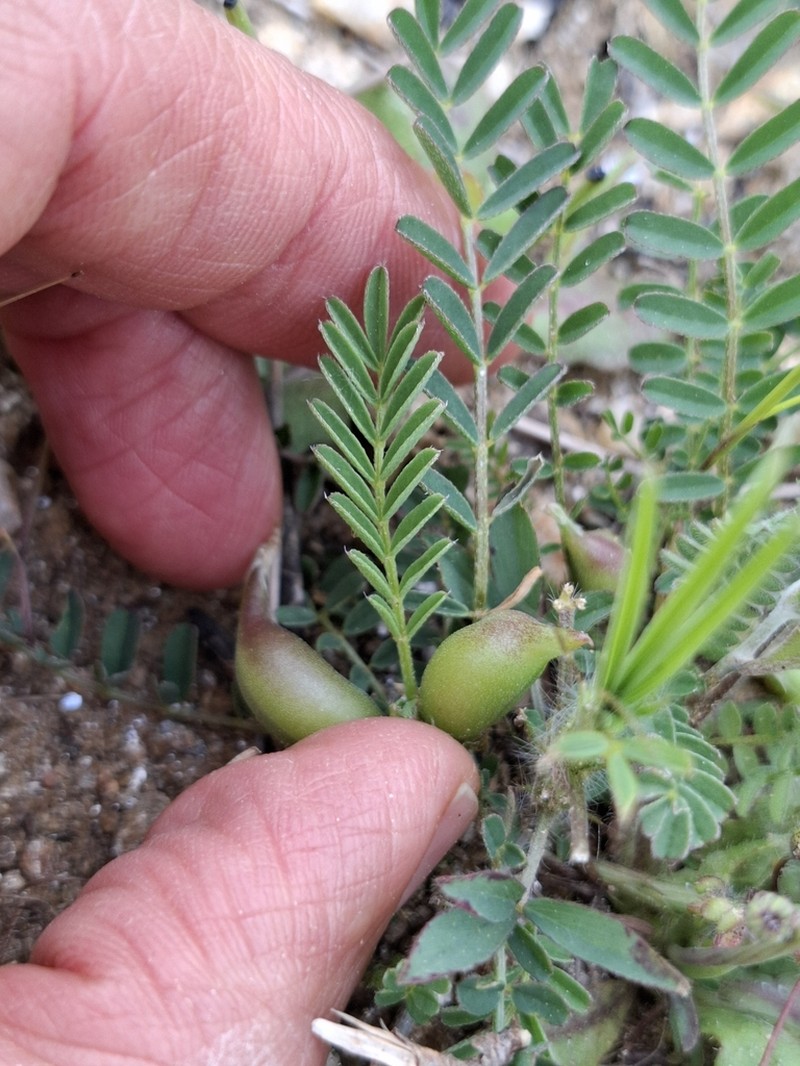 Astragalus cymbaecarpos photo 3