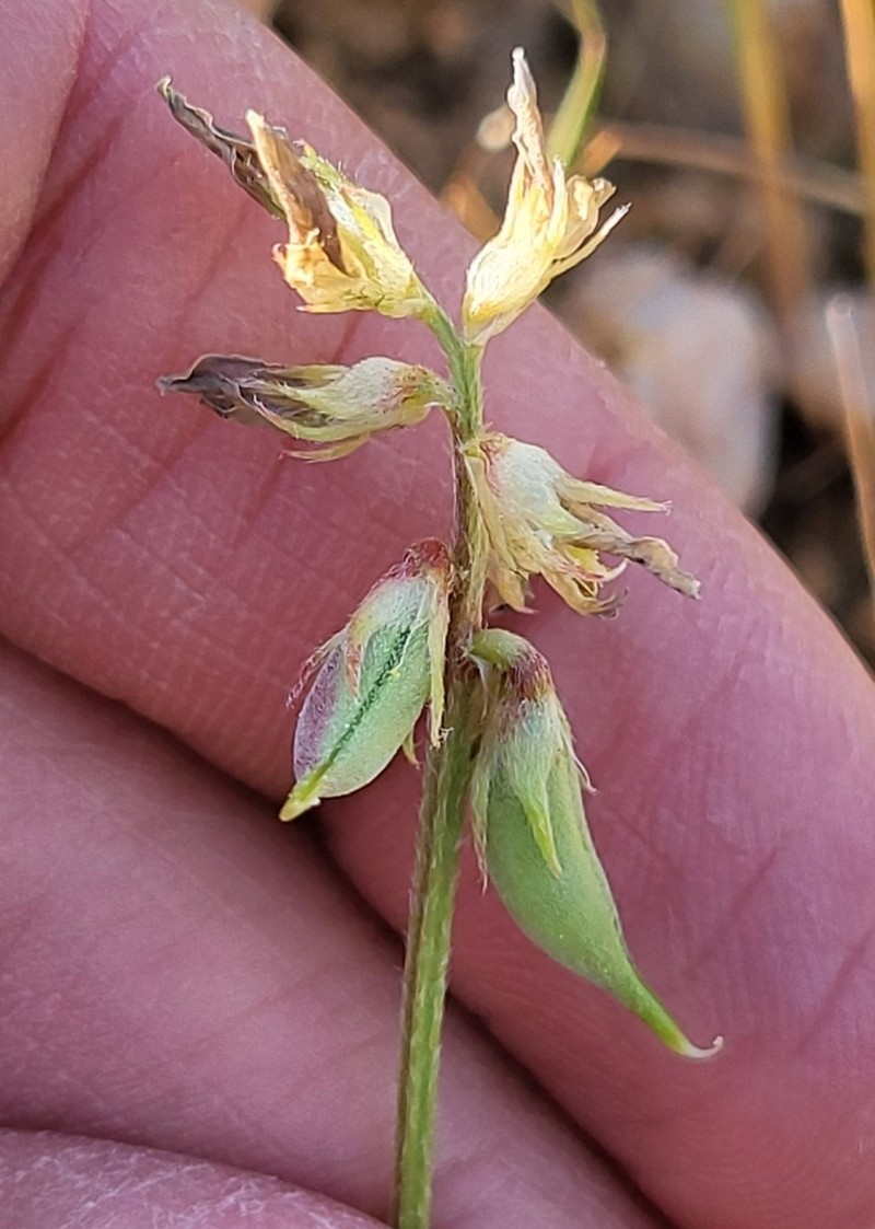 Astragalus cymbaecarpos photo 4
