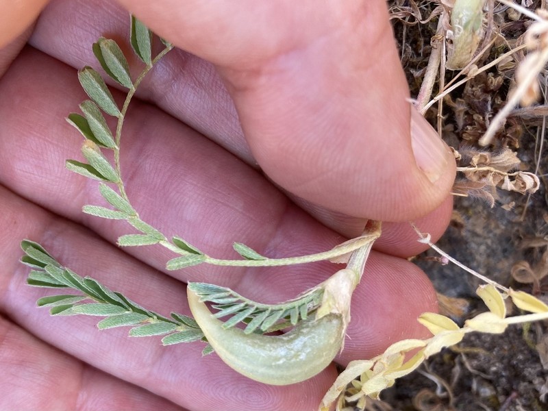 Astragalus cymbaecarpos photo 6