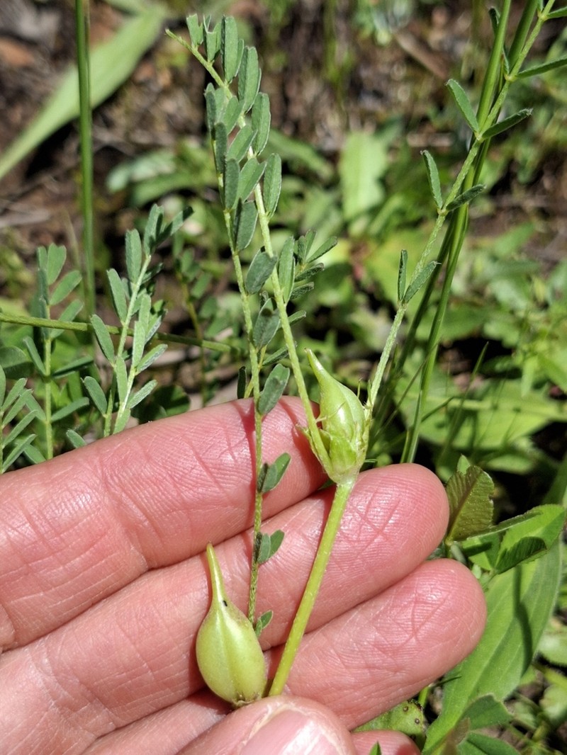 Astragalus cymbaecarpos photo 7