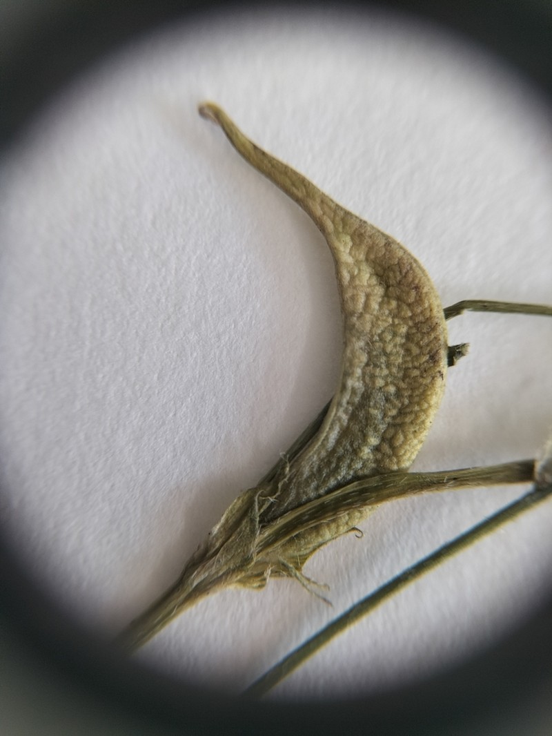 Astragalus cymbaecarpos photo 8