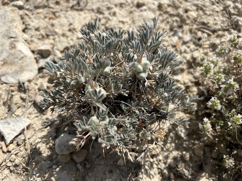 Astragalus cymbibracteatus