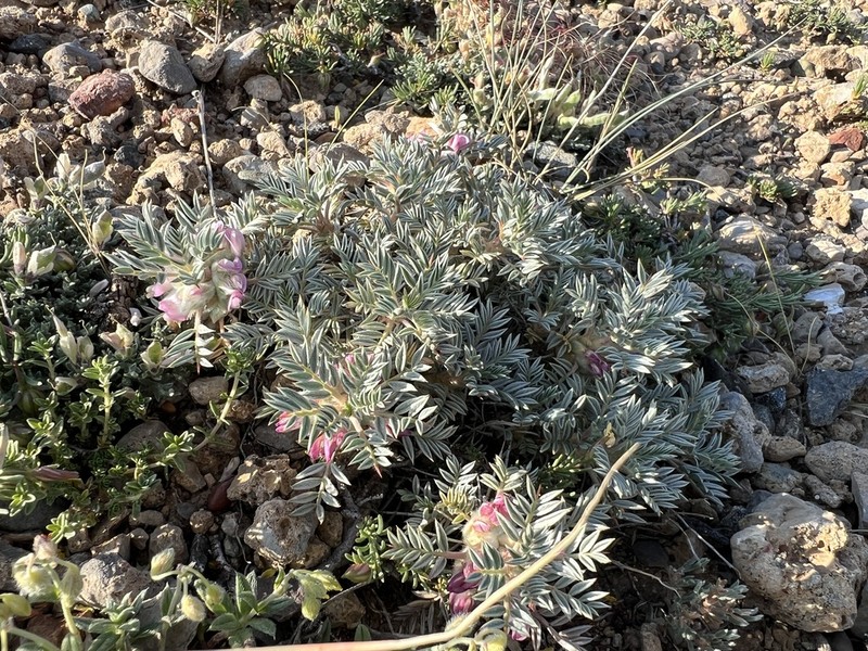 Astragalus cymbibracteatus photo 2