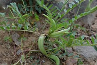 Astragalus cymbicarpos