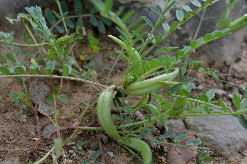 Astragalus cymbicarpos
