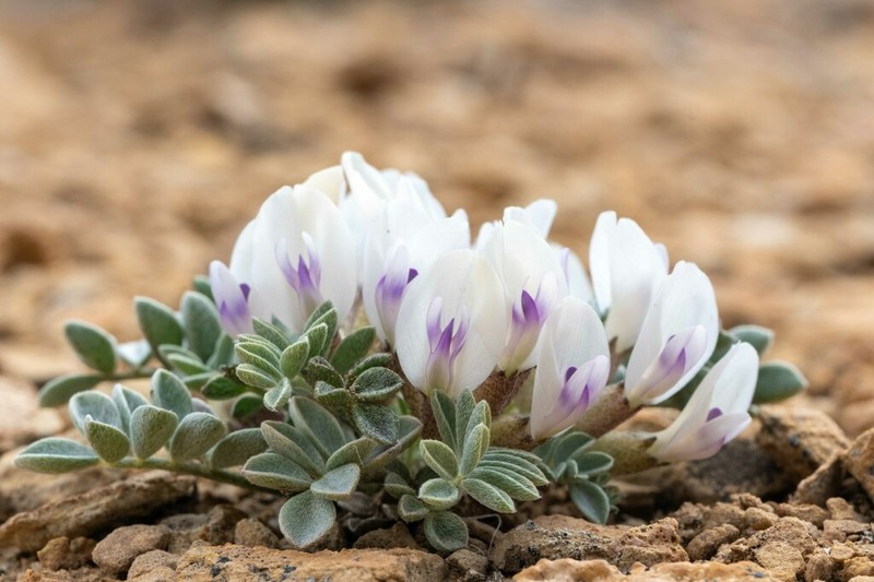 Canoe Milkvetch