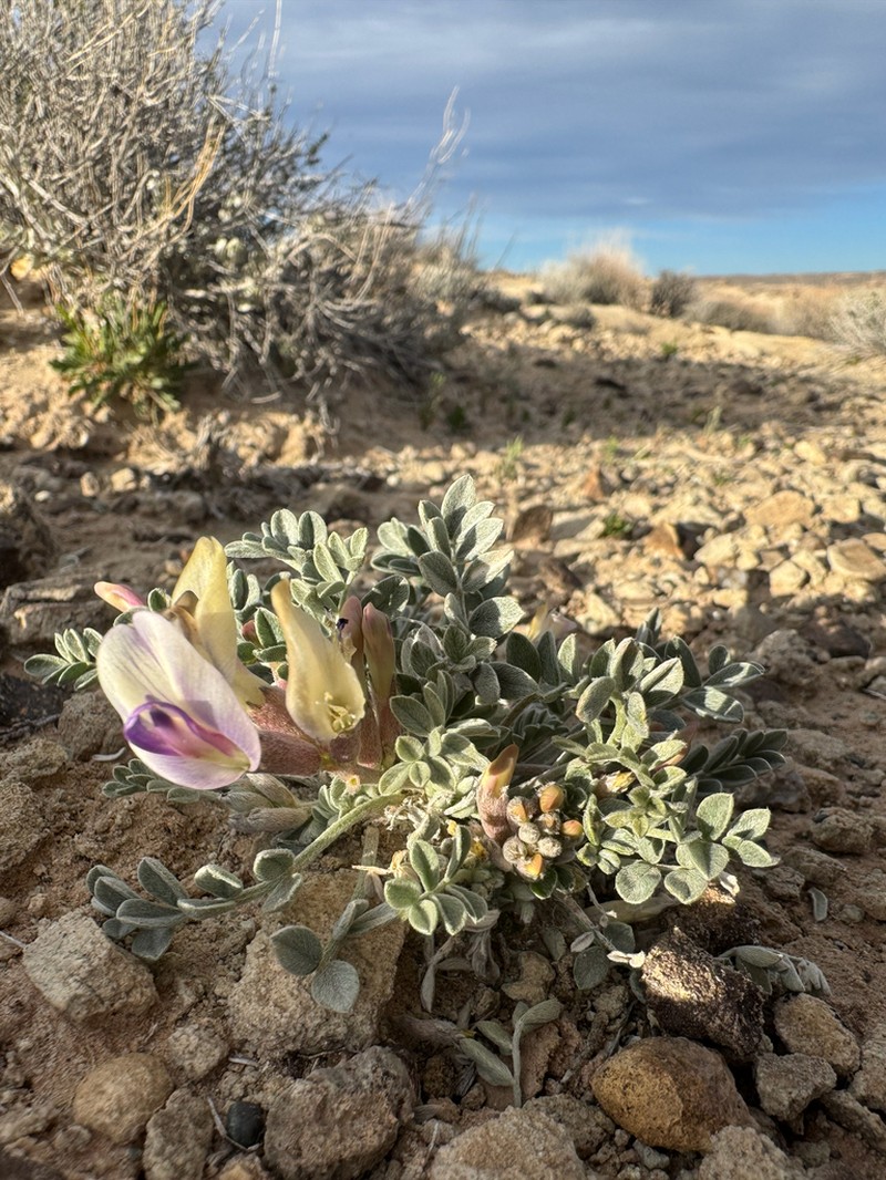 Canoe Milkvetch photo 2