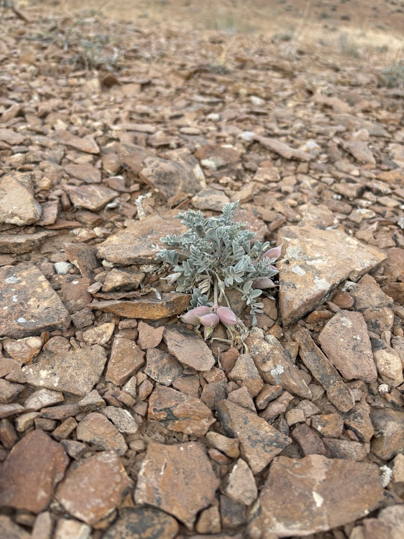 Canoe Milkvetch photo 3