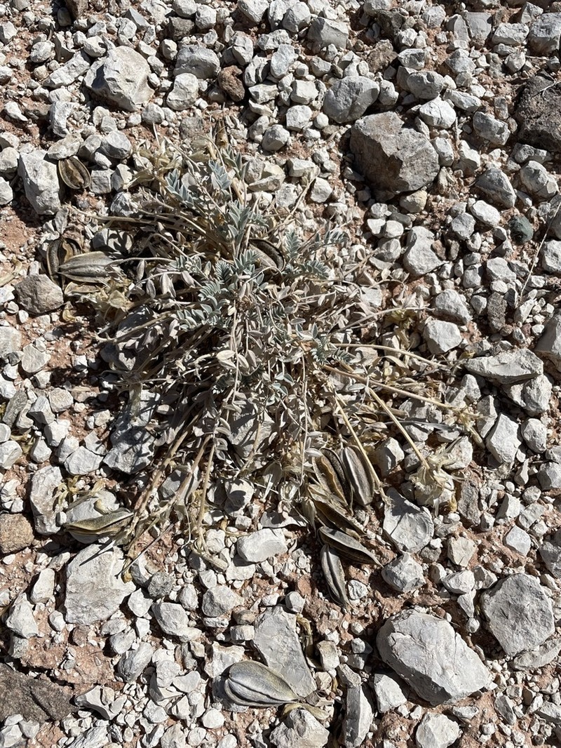Canoe Milkvetch photo 4
