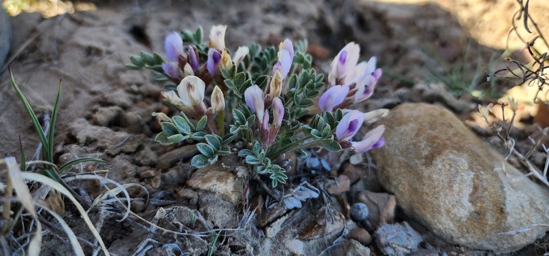 Canoe Milkvetch photo 5
