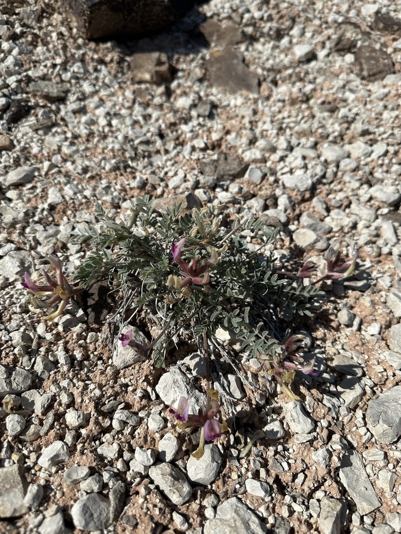 Canoe Milkvetch photo 6