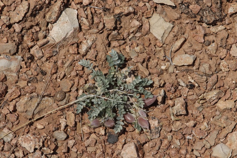 Canoe Milkvetch photo 7