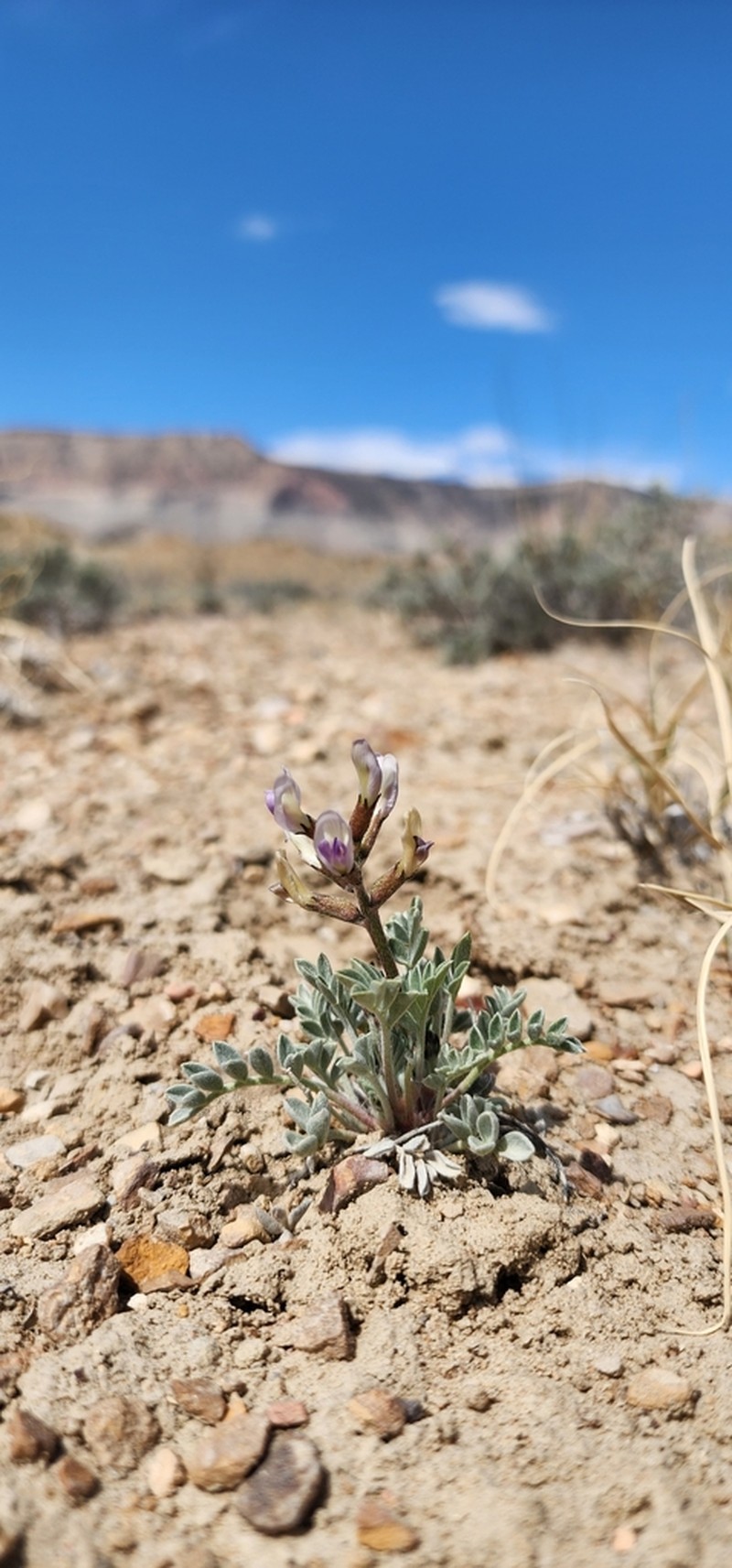 Canoe Milkvetch photo 8
