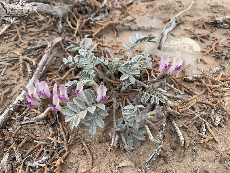 Canoe Milkvetch